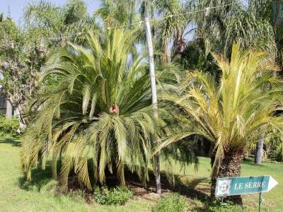 Dall�altro le curiosit� esotiche. Tra queste due rari esemplari gemelli australiani di Macrozamia, maschio e femmina...